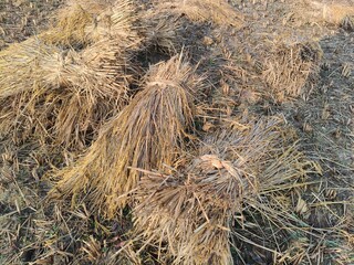 Rice stalk tied up bundle in the field. Agriculture paddy crop stack. Fresh rice stems on farmland after harvest. After harvesting, the paddy crop has been tied and is now ready to be taken home.