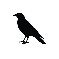 Fototapeta premium Crow vector silhouette illustration isolated on white background showing a perching bird