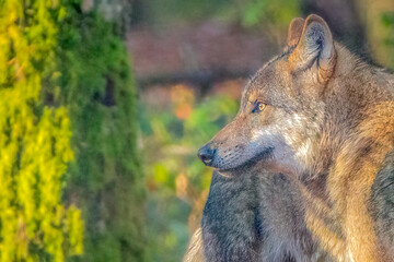 Gray Wolf Animal Close-up Profile Portrait with Golden Backlighting Against Mossy Green Background