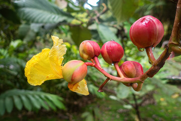 Cannonball Ginger (Etlingera elatior), also known as Torch Ginger, Ginger Flower, or Rose de Porcelaine, Mulu National Park, Sarawak, Borneo, Malaysia © Guy Bryant