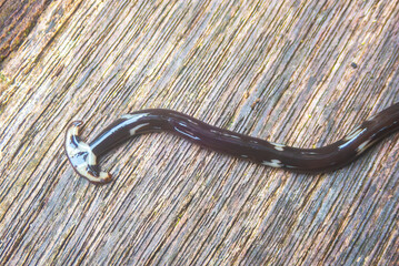 A Land Planarium, called a Hammerhead Flatworm (Bipalium nobile), Mulu National Park, Sarawak, Borneo, Malaysia © Guy Bryant