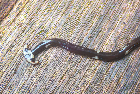 A Land Planarium, called a Hammerhead Flatworm (Bipalium nobile), Mulu National Park, Sarawak, Borneo, Malaysia