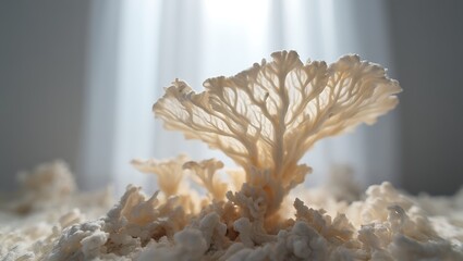 Closeup view of delicate white marine coral formation on reef