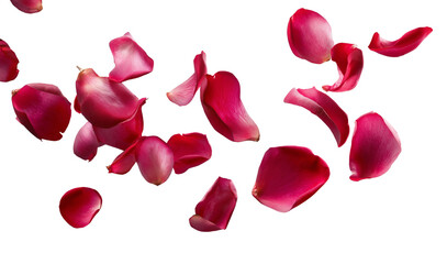 Falling Pink Rose Petals isolated on a transparent background