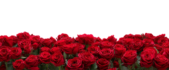 Red Roses Border isolated on a transparent background
