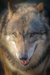 Intense Gray Wolf Animal Portrait Head Face Golden Sunlight Eyes Looking at Camera