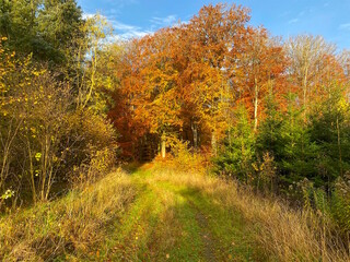 Fototapeta premium The road leads into the forest on the green path