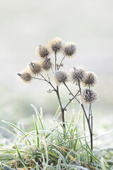 Zimowa łąka, impresja, mróz, szron, szadź, przymrozek, tapeta, dekoracja. © mycatherina