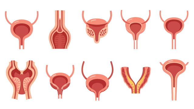 Collection of Anatomical Illustrations Depicting Human Urinary and Reproductive Systems