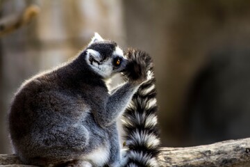 Fototapeta premium Lemur Carefully Cleaning Striped Tail, Closeup Of Lemur Grooming Colorful Tail Carefully, Precise Closeup Capturing Lemur Meticulously Cleaning Its Brightly Colored And Striped Tail In Detail