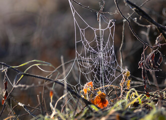 Zimowa łąka, impresja, mróz, szron, szadź, przymrozek, tapeta, dekoracja. © mycatherina