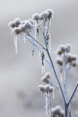 Zimowa łąka, impresja, mróz, szron, szadź, przymrozek, tapeta, dekoracja. © mycatherina