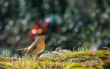 Closeup of european robin standing on the ground with a blurred background of Christmas decorations