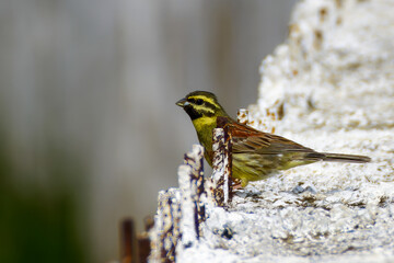 Striking Cirl Bunting Bird Perched on Weathered Concrete Structure with Rustic Metal Detail, Showcasing Natural Habitat and Vibrant Feather Patterns.beautiful male Cirl Bunting featuring distinctive.