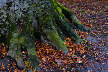 green leaves on the ground