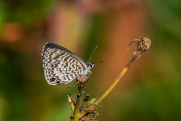 Cassius Blue Butterfly (Leptotes cassius tbeonus) also known as Tropical striped blue butterfly