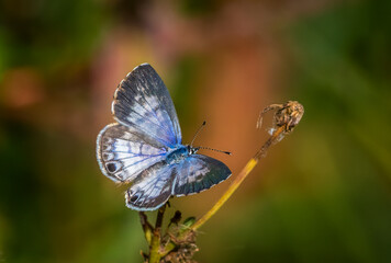Cassius Blue Butterfly (Leptotes cassius tbeonus) also known as Tropical striped blue butterfly