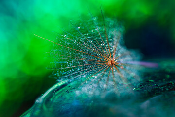 Mokre nasionko w kropelkach wody © aura139