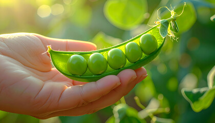 Hand holding open pea pod with fresh green peas.