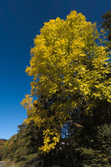 Bright Yellow Autumn Tree Against a Blue Sky on a Crisp Fall Day Vertical