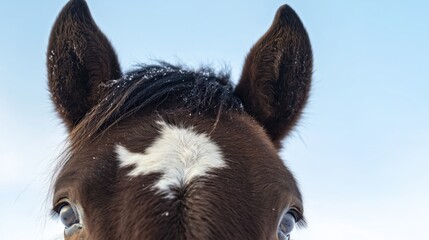 A brown horse head in winter, with a white spot on its forehead, captured in close-up against the backdrop of a winter sky
