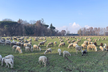 Obraz premium gregge di pecore