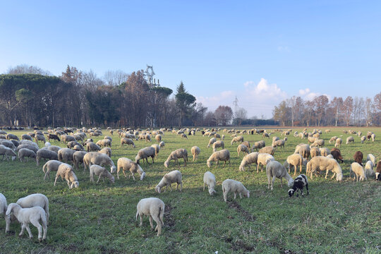 gregge di pecore