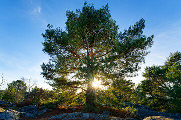 Fototapeta premium On the hills of the Apremont Gorges in Fontainebleau forest