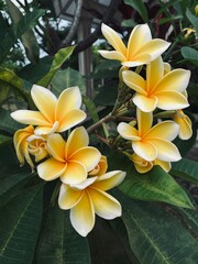 Obraz premium frangipani plumeria flower