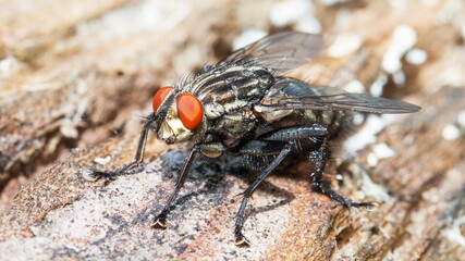 close up of a fly