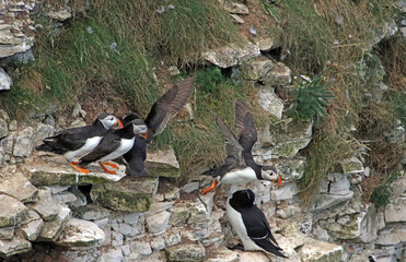 Puffin flying away from group of other Puffins, Bempton Cliffs, Yorkshire England
