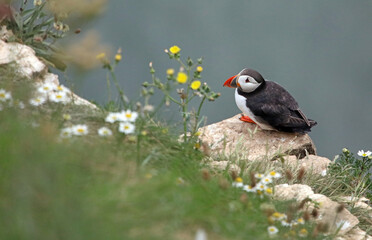 Puffin perched on cliff edge, Bempton Cliffs, Yorkshire England
