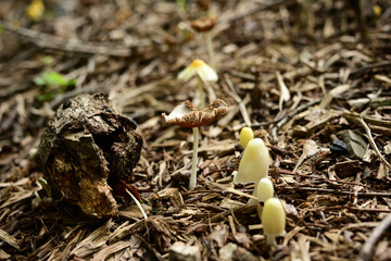 森の地面に群生する小さなキノコたち