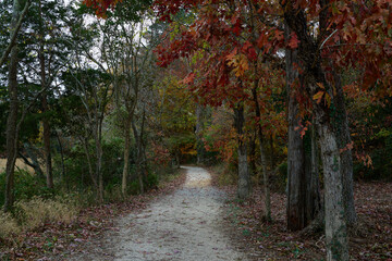 Fototapeta premium Woodland Path Covered in Fallen Leaves