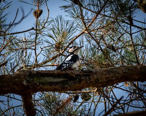 A great spotted woodpecker perched on a thick pine tree branch, surrounded by sparse needles and set against a clear blue sky. The bird's black and white plumage and distinctive markings are clearly