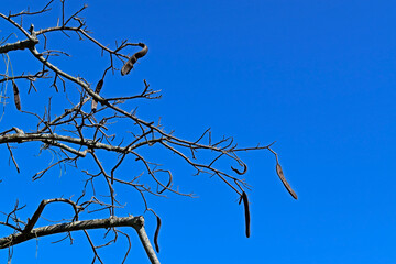 Dry branches and seeds of royal poinciana, flamboyant or flame tree (Delonix regia), Rio de Janeiro, Brazil