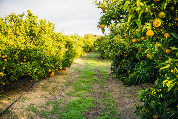 Orange grove in Valencia, next to the Mediterranean.