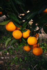 Orange grove in Valencia, next to the Mediterranean.