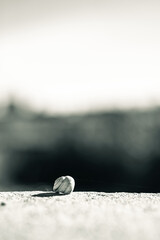 A small snail at the bottom of the black and white image.