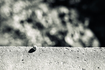 A small snail at the bottom of the black and white image.