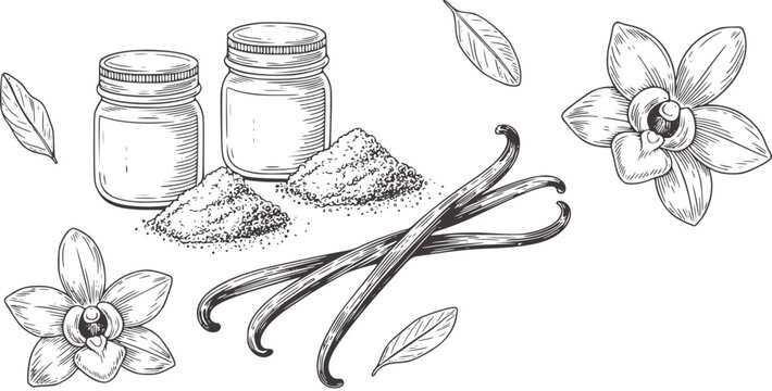 Black and white hand drawn vanilla beans pods flowers and jars
