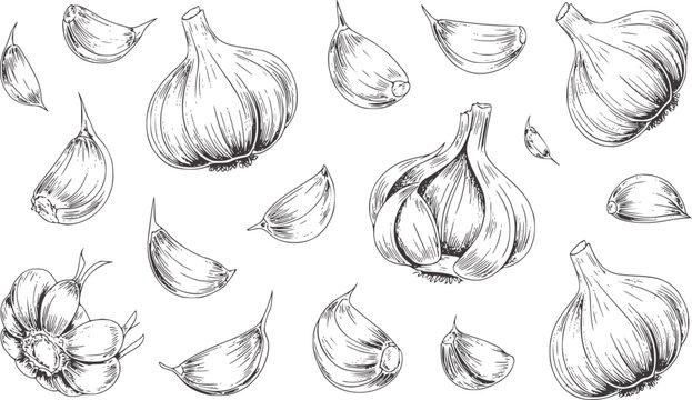 Detailed black and white line of garlic bulbs and cloves