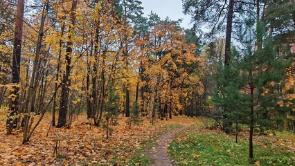 Fototapeta premium A dirt pathway passes past red brick buildings through the grassy lawns of a park strewn with fallen leaves. Deciduous trees are covered with leaves of bright yellow and red colors. Overcast autumn
