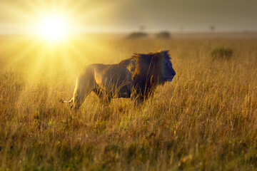 The lion (Panthera leo), a large male on the plains of the Masai Mara during sunrise with the sun behind him.