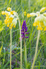 Orchis mascula, the early-purple orchid, early spring orchis, blooming purple flower among the flowers of Primula veris