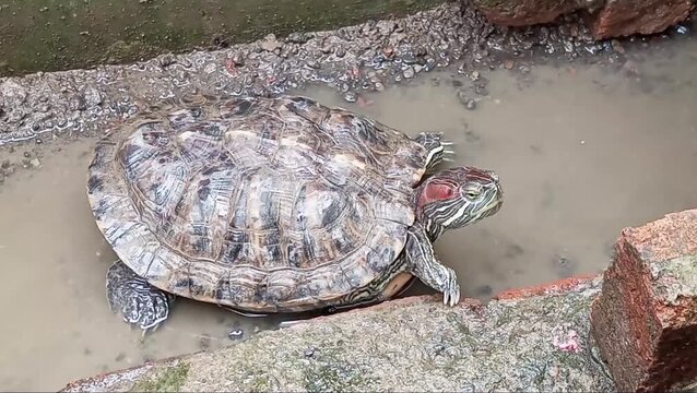 The Brazilian turtle (Trachemy Scripta Elegans) is very sensitive to dirty water which causes skin disease for it, and carries salmonella bacteria which is dangerous for humans, especially children.