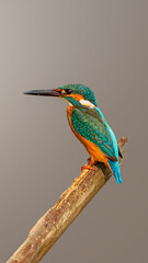 Stunning close-up of a Common Kingfisher in sharp focus. Capturing the vibrant flash of blue and orange feathers, intricate details of its beak and eye. Perfect for nature magazines