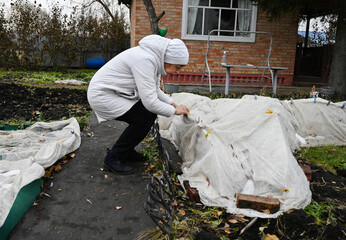 Gardener covers plants with cloth in a garden during autumn to protect them from cold