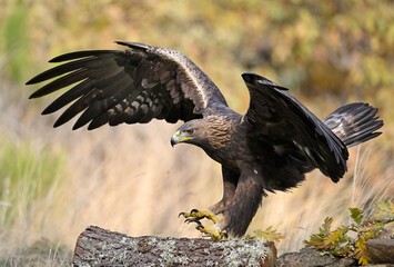 Golden Eagle landing on mossy log