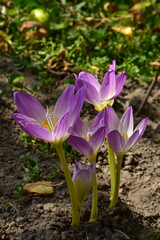 Group of purple autumn crocus in the garden. Toxic plants. Natural floral background. Colchicum autumnale growth in the park on sunny day. 